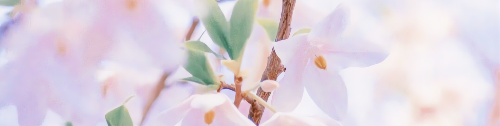 Banner Liên Hệ